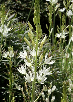 X 100 CAMASSIA LEICHTLINII ALBA 14/+