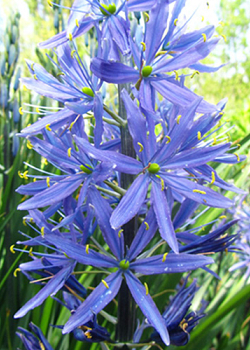 X   25 CAMASSIA LEICHTLINII CAERULEA 14/+