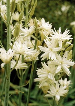 X   25 CAMASSIA LEICHTLINII SEMIPLENA 14/+