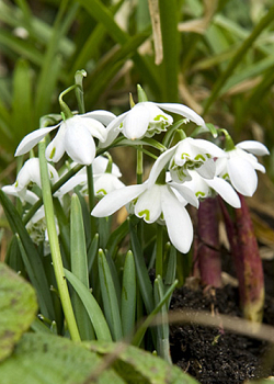 X 100 GALANTHUS FLORE PLENO 5/+