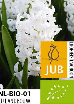 X   50 BIO HYACINTHUS WHITE PEARL 15/17