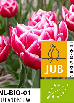 X 100 BIO TULIPA COLUMBUS 11/12