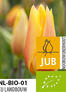 X 100 BIO TULIPA BLUSHING LADY 11/12
