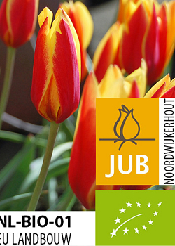 X 100 BIO TULIPA CLUSIANA VAR. CHRYSANTHA 5/+