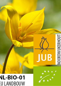 X 100 BIO TULIPA SYLVESTRIS 5/+
