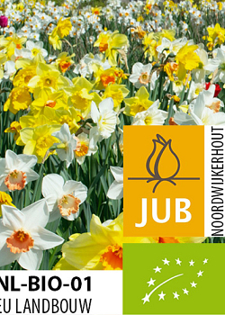 X 100 BIO NARCISSUS MIX 10/12