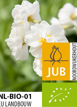 X 100 BIO NARCISSUS BRIDAL CROWN 10/12