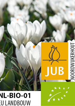 X 100 BIO CROCUS JEANNE DARC 7/8