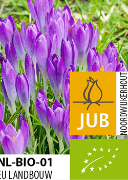 X 100 BIO CROCUS TOMM. BARRS PURPLE 5/+