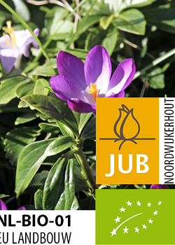 X 100 BIO CROCUS TOMM. RUBY GIANT 5/+