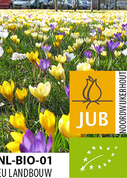 X 100 BIO CROCUS SPECIES MIX 5/+
