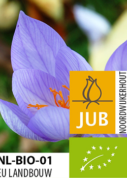 X 100 BIO CROCUS SP. SATIVUS 7/+