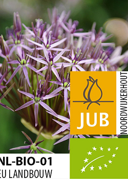X   50 BIO ALLIUM CHRISTOPHII 10/12