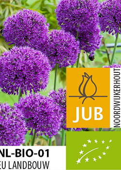 X   50 BIO ALLIUM PURPLE SENSATION 10/12