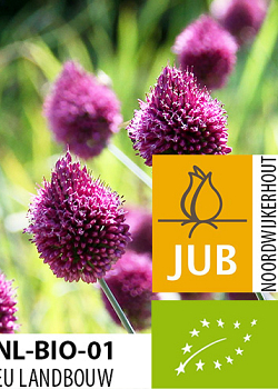 X 100 BIO ALLIUM SPHAEROCEPHALON 5/6