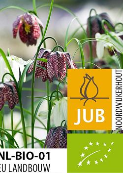 X 100 BIO FRITILLARIA MELEAGRIS 5/+