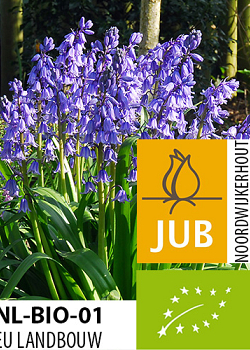 X 100 BIO HYACINTHOIDES EXCELSIOR 10/+