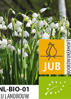 X   50 BIO LEUCOJUM GRAVETYE GIANT 10/12
