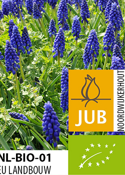 X 100 BIO MUSCARI ARMENIACUM 7/8