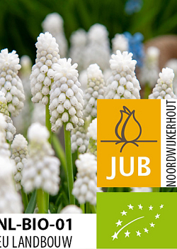 X 100 BIO MUSCARI WHITE MAGIC 6/7