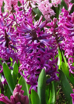 X   50 HYACINTHUS WOODSTOCK 17/18