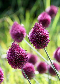 X 250 ALLIUM SPHAEROCEPHALON 6/+