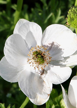 X 100 ANEMONE CORONARIA BRIDE 5/6