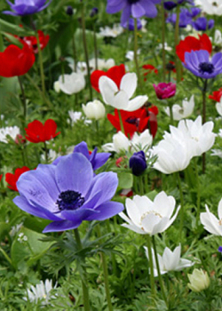 X 100 ANEMONE CORONARIA DE CAEN MIX 5/6
