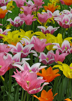 X 100 TULIPA LELIEBLOEMIG MIX 11/12