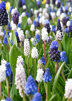 X 100 MUSCARI MIX 8/9