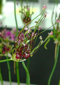 X 100 ALLIUM SCORODOPRASUM ART  5/+