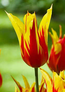 X 100 TULIPA FIRE WINGS 11/12