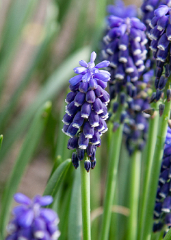 X 100 MUSCARI ARMENIACUM NIGHT EYES 7/8