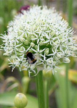 X 100 ALLIUM MOUNT EVEREST 20/+