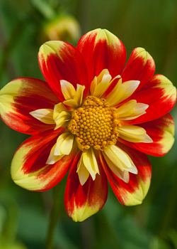 X 10 DAHLIA POOH I