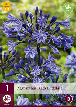 X 1 AGAPANTHUS BLACK BUDDHIST 1/2