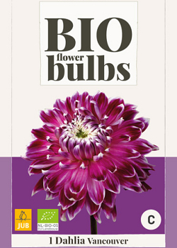X 1 BIO DAHLIA VANCOUVER I