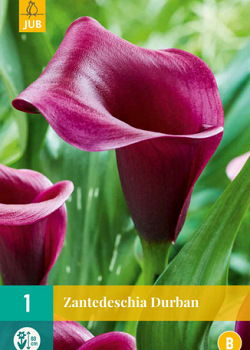 X   1 ZANTEDESCHIA DURBAN 14/16