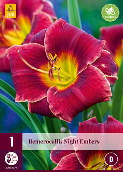 X 1 HEMEROCALLIS NIGHT EMBERS I