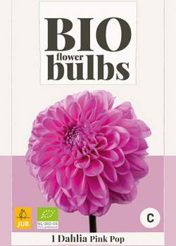 X 1 BIO DAHLIA PINK POP I