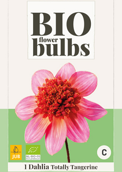 X 1 BIO DAHLIA TOTALLY TANGERINE I