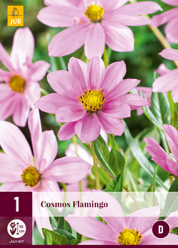 X 1 COSMOS FLAMINGO I