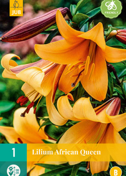 X 1 LILIUM AFRICAN QUEEN 16/18
