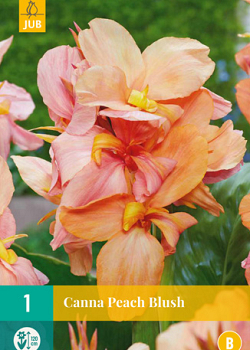 X   1 CANNA PEACH BLUSH I