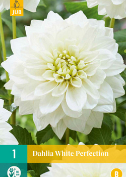 X 1 DAHLIA WHITE PERFECTION I
