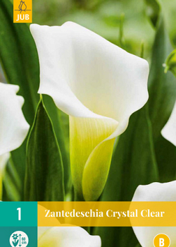 X   1 ZANTEDESCHIA CRYSTAL CLEAR 14/16