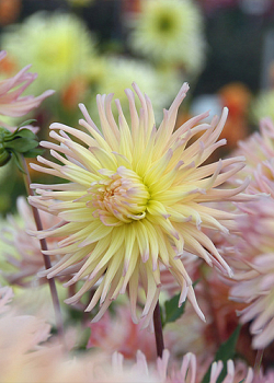 X 10 DAHLIA APRICOT STAR I