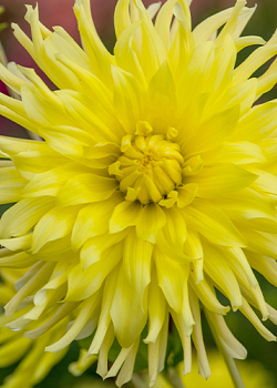 X 10 DAHLIA KENNEMERLAND I