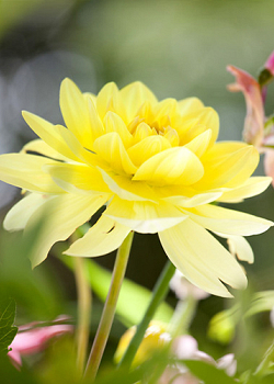 X 10 DAHLIA GLORY OF HEEMSTEDE I
