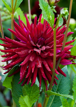 X 10 DAHLIA NUIT D'ETE I